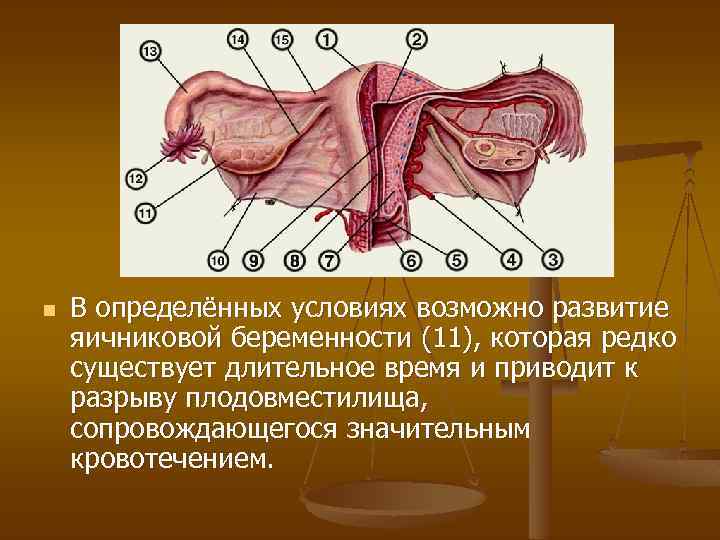 n В определённых условиях возможно развитие яичниковой беременности (11), которая редко существует длительное время