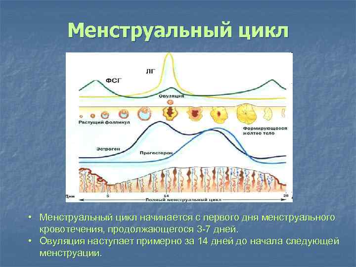 Здоровье женщины Периоды жизни женщины nn