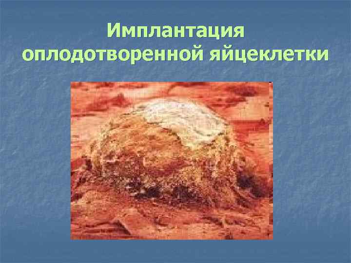 Имплантация оплодотворенной яйцеклетки 