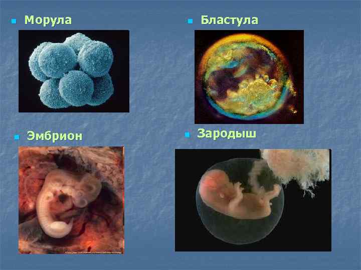 n n Морула Эмбрион n n Бластула Зародыш 