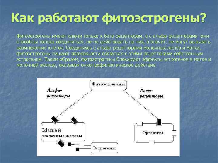 Как работают фитоэстрогены? Фитоэстрогены имеют ключи только к бета-рецепторам, а с альфа-рецепторами они способны