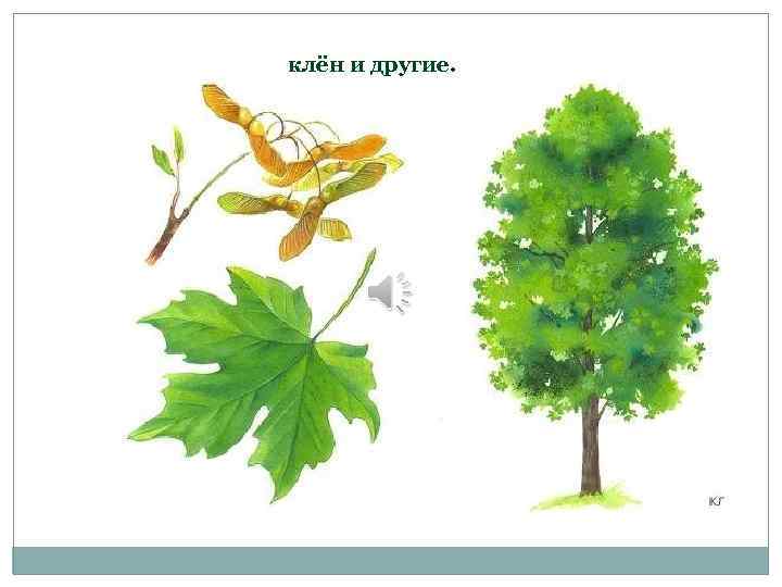 клён и другие. 