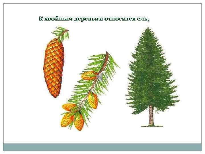 К хвойным деревьям относится ель, 