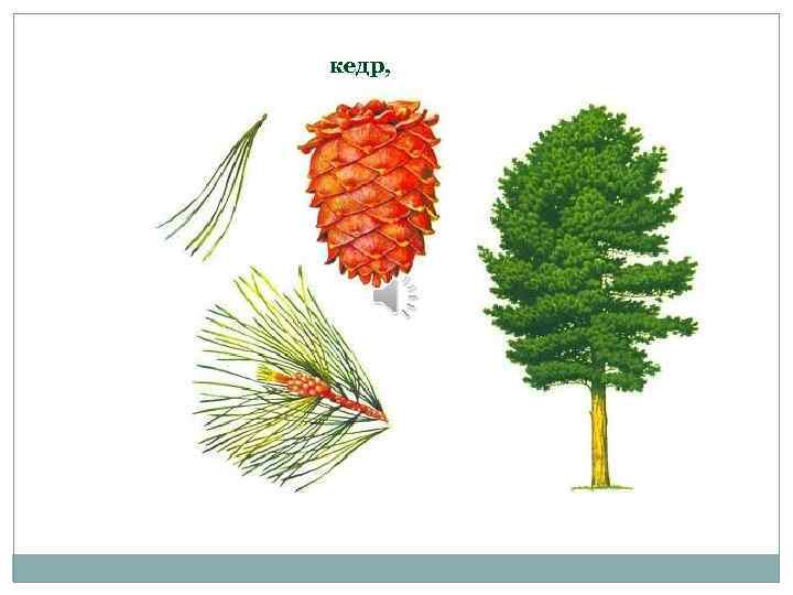 кедр, 