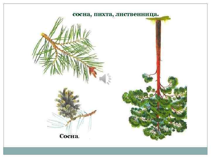 сосна, пихта, лиственница. Сосна. 