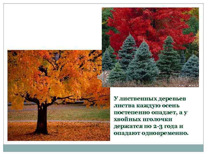 У лиственных деревьев листва каждую осень постепенно опадает, а у хвойных иголочки держатся по