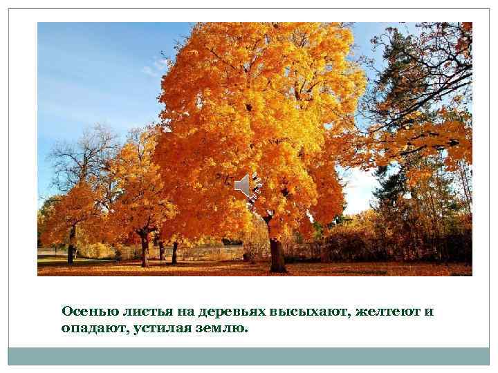 Осенью листья на деревьях высыхают, желтеют и опадают, устилая землю. 