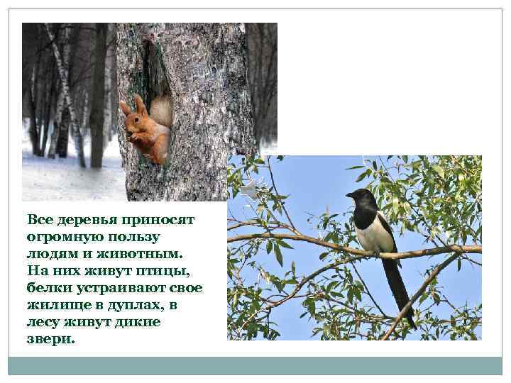 Все деревья приносят огромную пользу людям и животным. На них живут птицы, белки устраивают