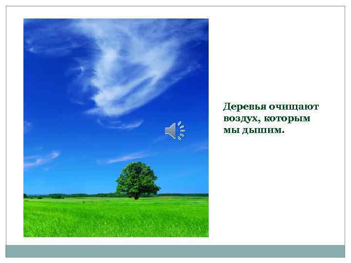 Деревья очищают воздух, которым мы дышим. 