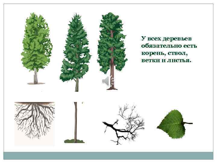 Хвойные Деревья Фото Листьев