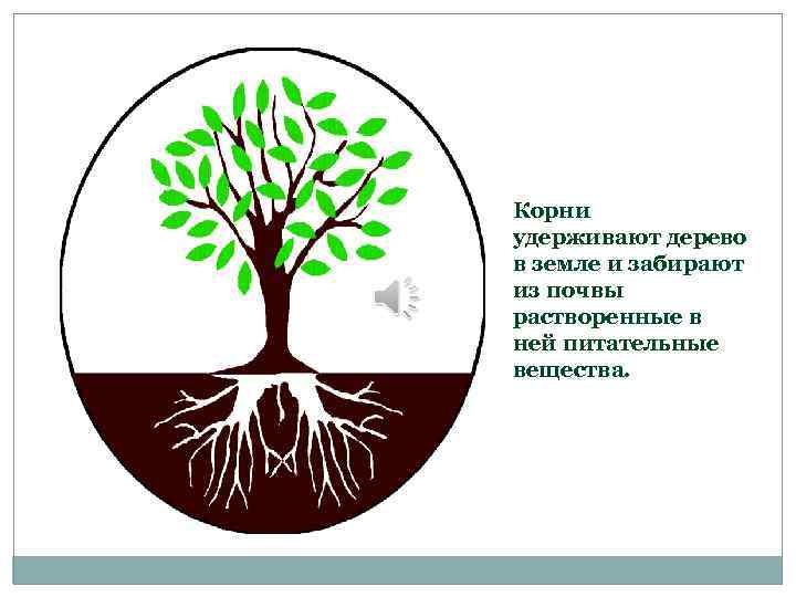 Корень дерева это 4. Корни дерева в земле. Схема дерева с корнями. Корни в почве.