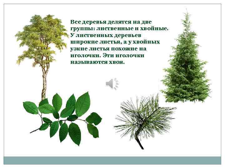 Все деревья делятся на две группы: лиственные и хвойные. У лиственных деревьев широкие листья,
