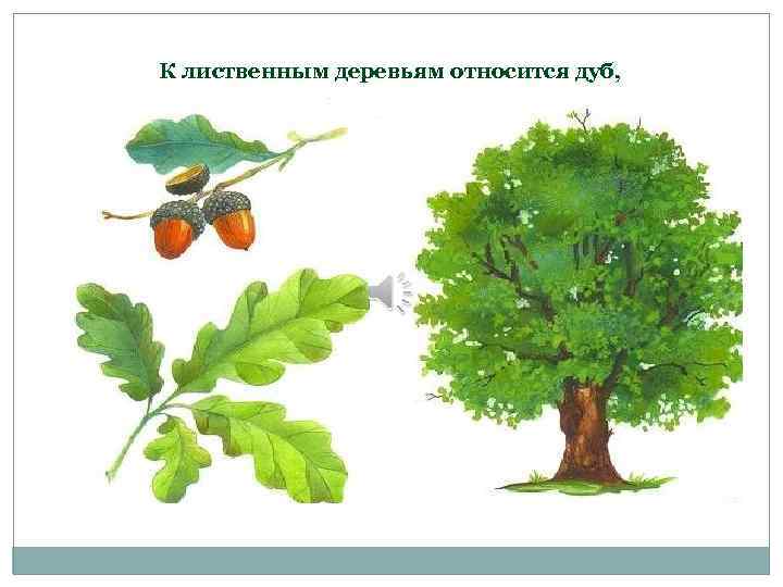 К лиственным деревьям относится дуб, 