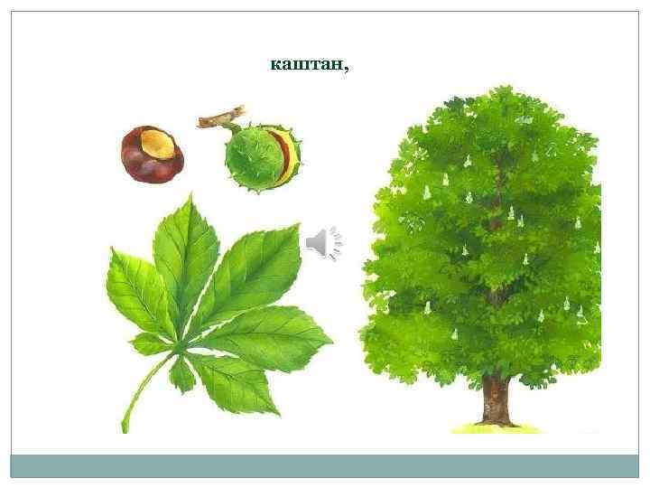 каштан, 