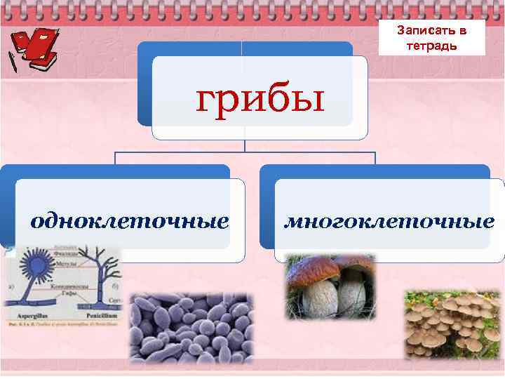 Грибы в тетради