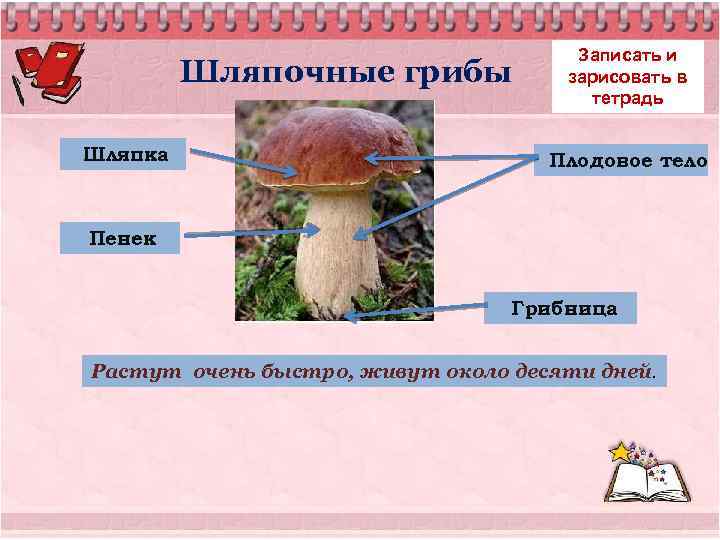 Шляпочные грибы многоклеточные. Шляпочные грибы 5 класс биология. Шляпочные грибы 7 класс биология. Жизнедеятельность шляпочных грибов 5 класс. Несъедобные Шляпочные грибы.