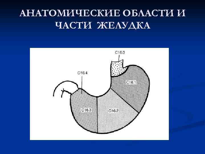 АНАТОМИЧЕСКИЕ ОБЛАСТИ И ЧАСТИ ЖЕЛУДКА 