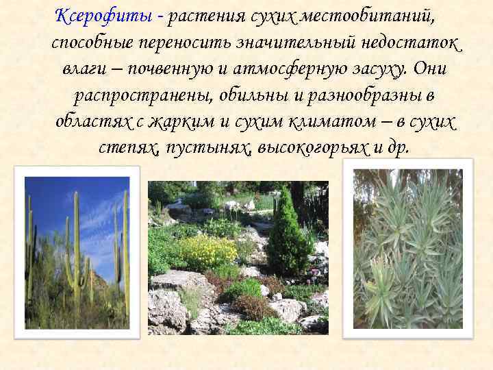 Ксерофиты - растения сухих местообитаний, способные переносить значительный недостаток влаги – почвенную и атмосферную