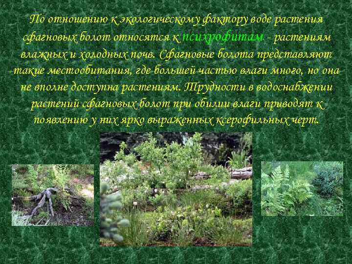 По отношению к экологическому фактору воде растения сфагновых болот относятся к психрофитам - растениям