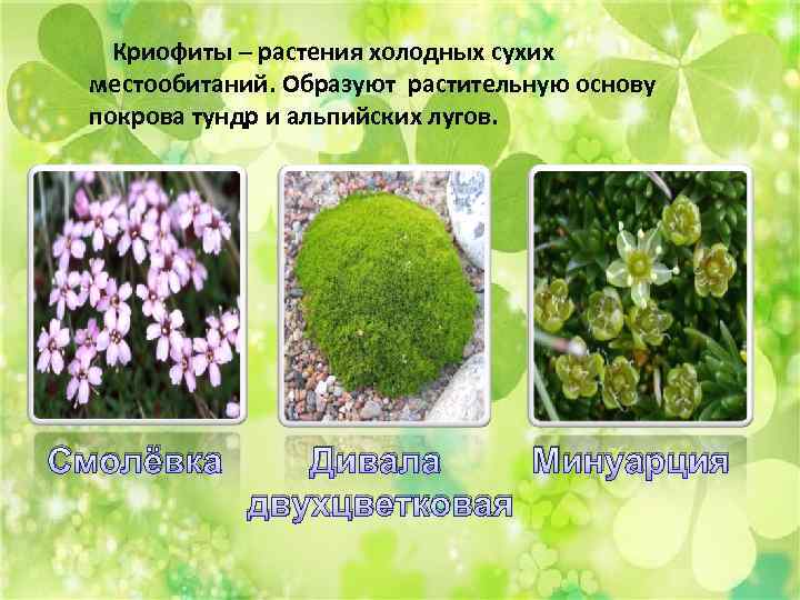 Криофиты – растения холодных сухих местообитаний. Образуют растительную основу покрова тундр и альпийских лугов.