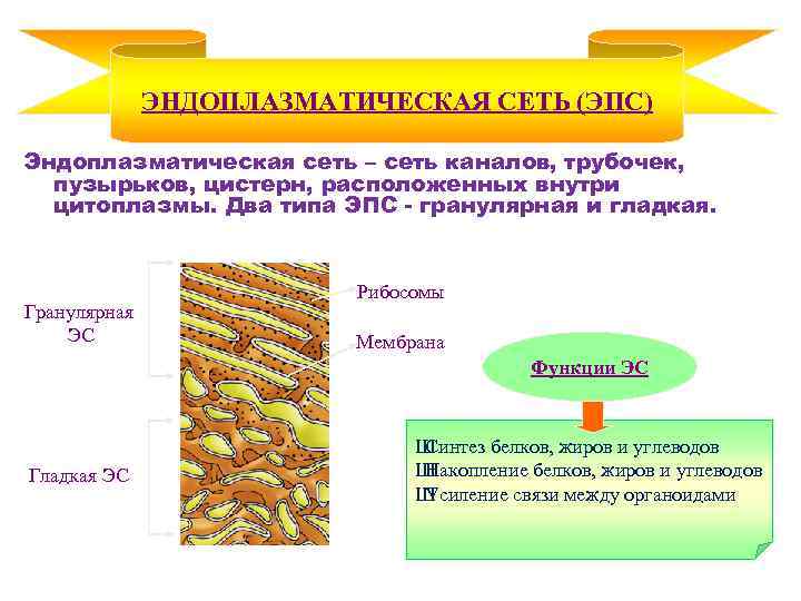 ЭНДОПЛАЗМАТИЧЕСКАЯ СЕТЬ (ЭПС) Эндоплазматическая сеть – сеть каналов, трубочек, пузырьков, цистерн, расположенных внутри цитоплазмы.