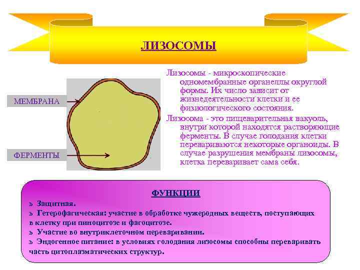 ЛИЗОСОМЫ МЕМБРАНА ФЕРМЕНТЫ Лизосомы - микроскопические одномембранные органеллы округлой формы. Их число зависит от