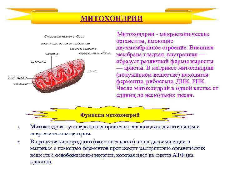 МИТОХОНДРИИ Митохондрии - микроскопические органеллы, имеющие двухмембранное строение. Внешняя мембрана гладкая, внутренняя — образует