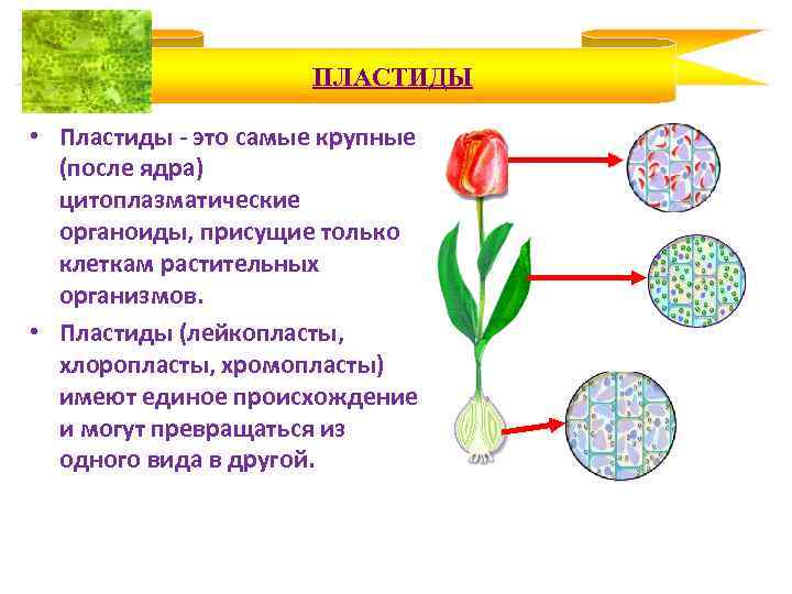 ПЛАСТИДЫ • Пластиды - это самые крупные (после ядра) цитоплазматические органоиды, присущие только клеткам