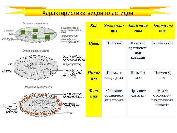 Характеристика видов пластидов Вид Хлороплас Хромопла Лейкоплас ты сты ты Цвет Зелёный Жёлтый, оранжевый