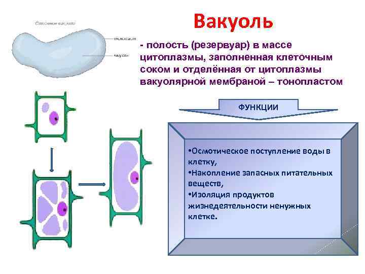 Вакуоль - полость (резервуар) в массе цитоплазмы, заполненная клеточным соком и отделённая от цитоплазмы