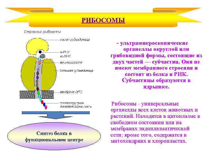 РИБОСОМЫ - ультрамикроскопические органеллы округлой или грибовидной формы, состоящие из двух частей — субчастиц.