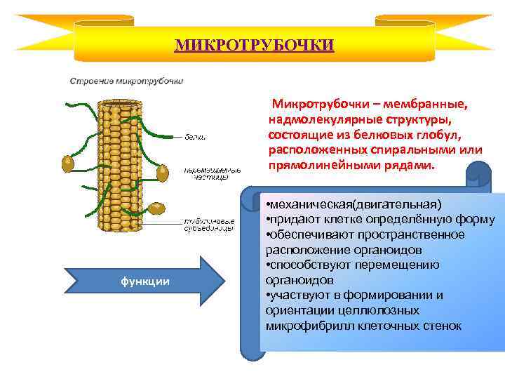 МИКРОТРУБОЧКИ Микротрубочки – мембранные, надмолекулярные структуры, состоящие из белковых глобул, расположенных спиральными или прямолинейными