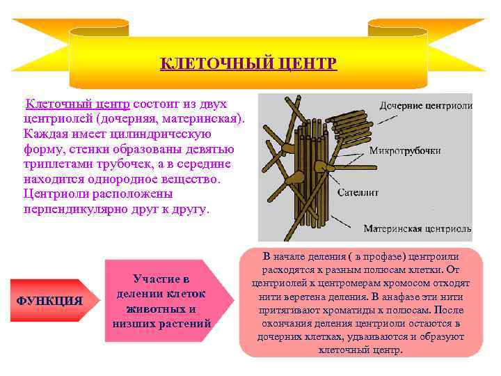 КЛЕТОЧНЫЙ ЦЕНТР Клеточный центр состоит из двух центриолей (дочерняя, материнская). Каждая имеет цилиндрическую форму,