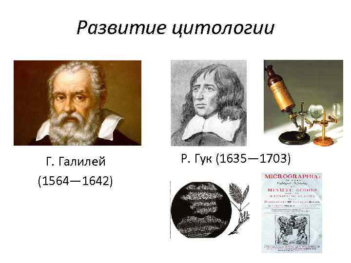 Развитие цитологии Г. Галилей (1564— 1642) Р. Гук (1635— 1703) 