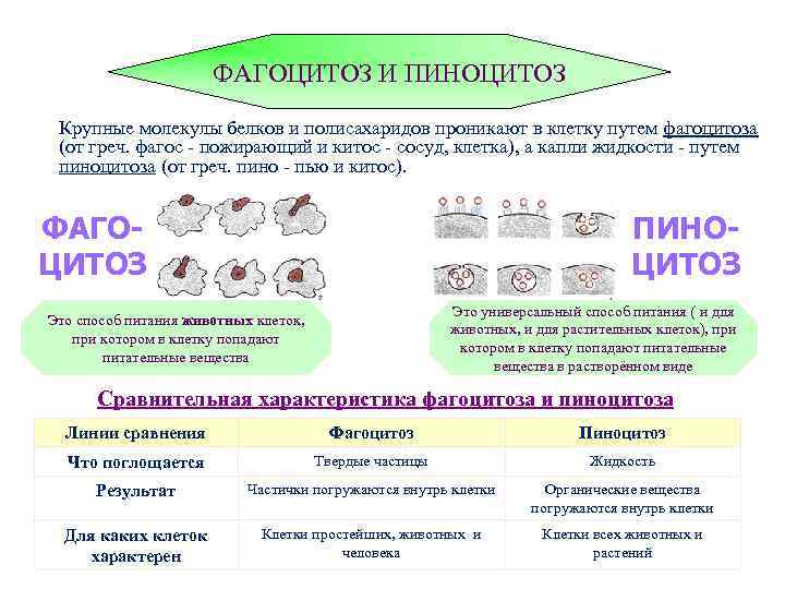 ФАГОЦИТОЗ И ПИНОЦИТОЗ Крупные молекулы белков и полисахаридов проникают в клетку путем фагоцитоза (от