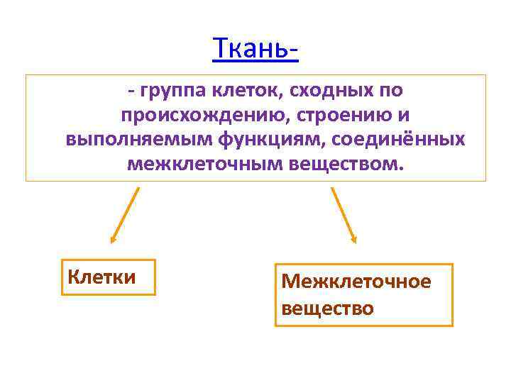 Ткань- группа клеток, сходных по происхождению, строению и выполняемым функциям, соединённых межклеточным веществом. Клетки