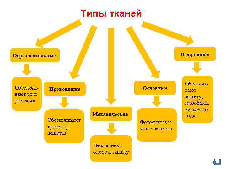 Типы тканей Покровные Образовательные Обеспечивают рост растения Основные Проводящие Механические Обеспечивают транспорт веществ Фотосинтез