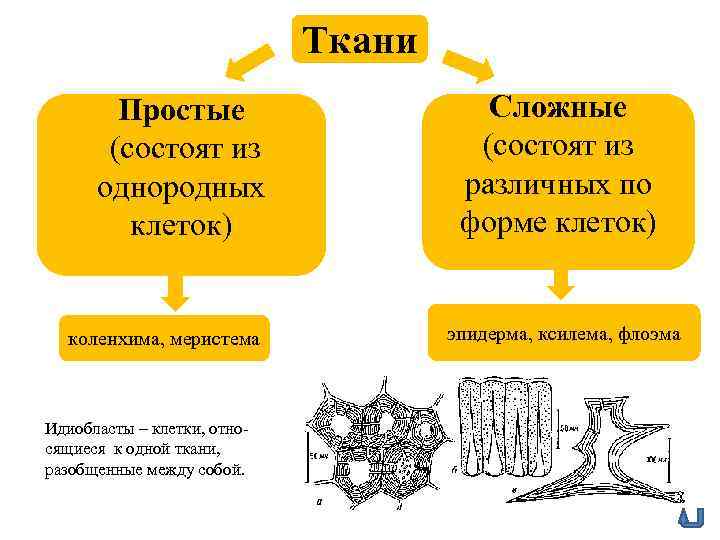 Ткани Сложные (состоят из различных по форме клеток) Простые (состоят из однородных клеток) эпидерма,