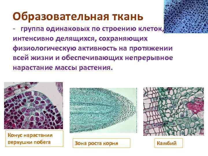 Образовательная ткань - группа одинаковых по строению клеток, интенсивно делящихся, сохраняющих физиологическую активность на