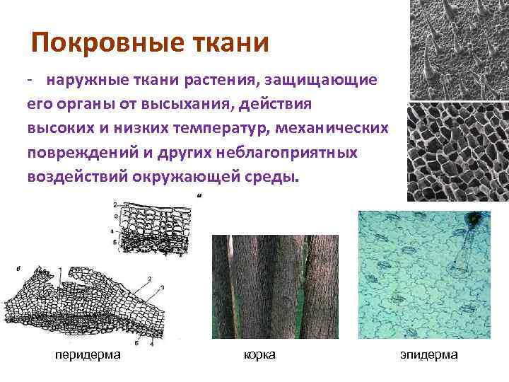 Покровные ткани - наружные ткани растения, защищающие его органы от высыхания, действия высоких и