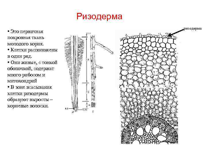 Ризодерма • Это первичная покровная ткань молодого корня. • Клетки расположены в один ряд.