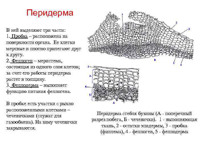 . Перидерма В ней выделяют три части: 1. Пробка – расположена на поверхности органа.