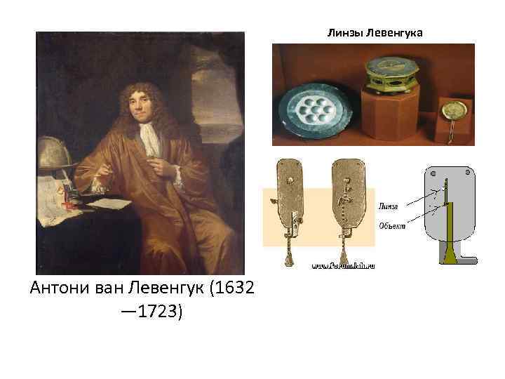 Линзы Левенгука Антони ван Левенгук (1632 — 1723) 