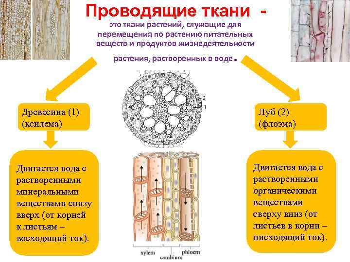 Проводящие ткани это ткани растений, служащие для перемещения по растению питательных веществ и продуктов