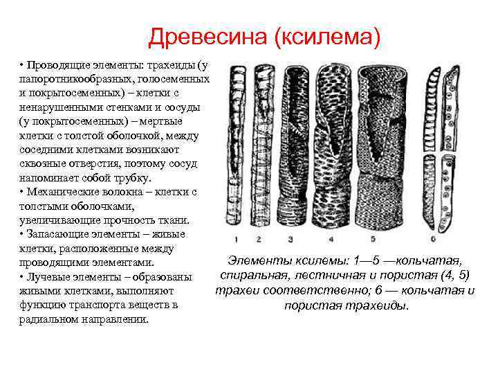 Древесина (ксилема) • Проводящие элементы: трахеиды (у папоротникообразных, голосеменных и покрытосеменных) – клетки с