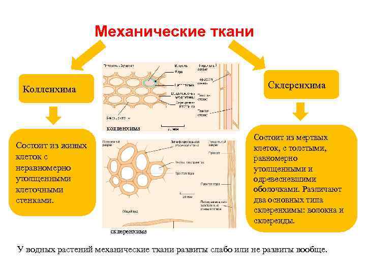 Механические ткани Склеренхима Колленхима колленхима Состоит из мертвых клеток, с толстыми, равномерно утолщенными и