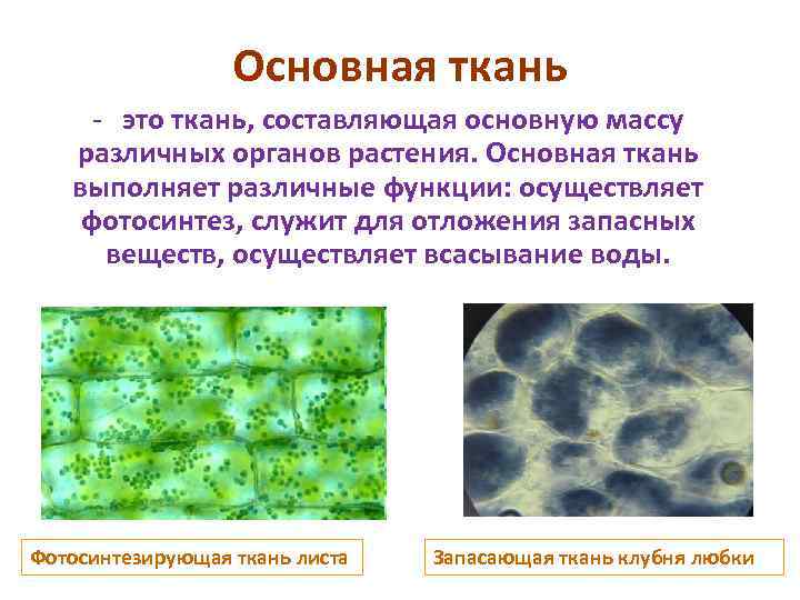 Основная ткань - это ткань, составляющая основную массу различных органов растения. Основная ткань выполняет