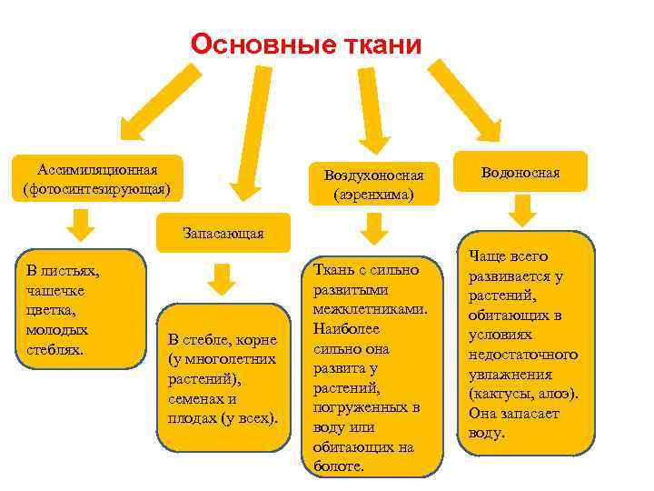 Основные ткани Ассимиляционная (фотосинтезирующая) Воздухоносная (аэренхима) Водоносная Запасающая В листьях, чашечке цветка, молодых стеблях.