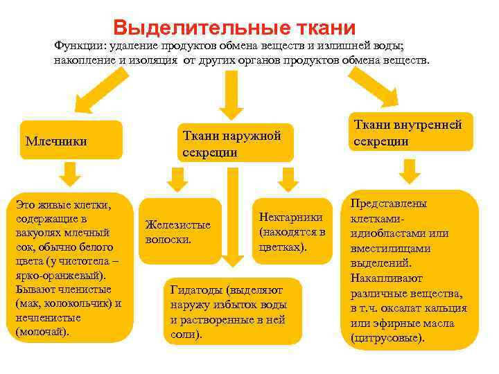 Выделительные ткани Функции: удаление продуктов обмена веществ и излишней воды; накопление и изоляция от