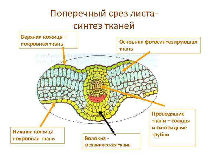 Поперечный срез листасинтез тканей Верхняя кожица – покровная ткань Нижняя кожицапокровная ткань Основная фотосинтезирующая